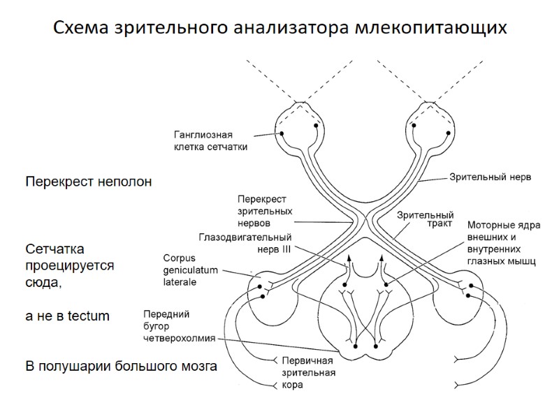 Схема зрительного анализатора млекопитающих Перекрест неполон    Сетчатка  проецируется  сюда,